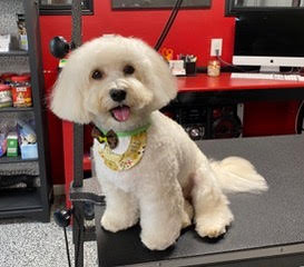 Happy groomed dog