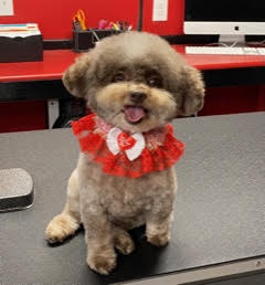 Small dog with pretty collar